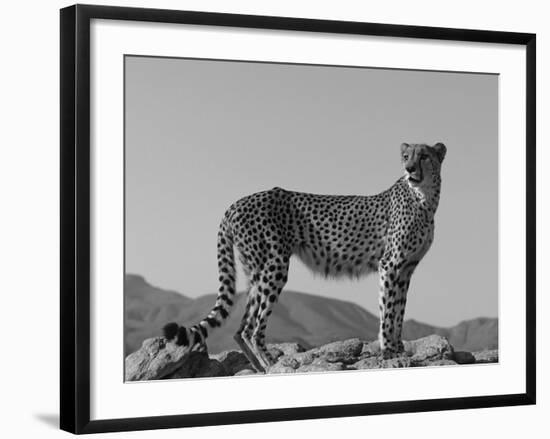 Portrait of Standing Cheetah, Tsaobis Leopard Park, Namibia-Tony Heald-Framed Photographic Print