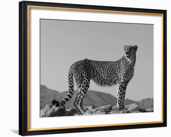 Portrait of Standing Cheetah, Tsaobis Leopard Park, Namibia-Tony Heald-Framed Photographic Print