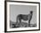 Portrait of Standing Cheetah, Tsaobis Leopard Park, Namibia-Tony Heald-Framed Photographic Print