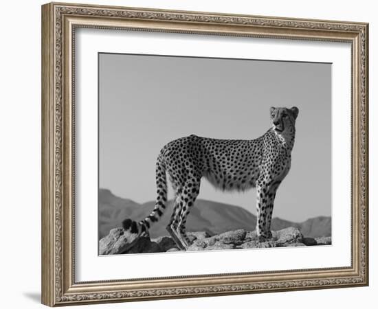 Portrait of Standing Cheetah, Tsaobis Leopard Park, Namibia-Tony Heald-Framed Photographic Print