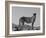 Portrait of Standing Cheetah, Tsaobis Leopard Park, Namibia-Tony Heald-Framed Photographic Print