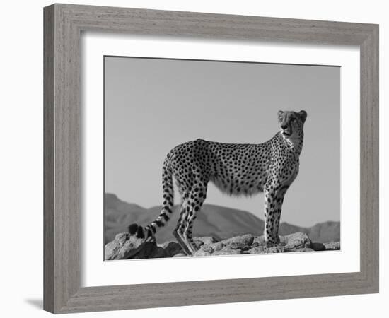 Portrait of Standing Cheetah, Tsaobis Leopard Park, Namibia-Tony Heald-Framed Photographic Print