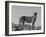 Portrait of Standing Cheetah, Tsaobis Leopard Park, Namibia-Tony Heald-Framed Photographic Print