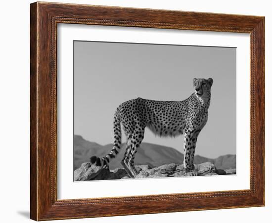 Portrait of Standing Cheetah, Tsaobis Leopard Park, Namibia-Tony Heald-Framed Photographic Print