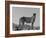 Portrait of Standing Cheetah, Tsaobis Leopard Park, Namibia-Tony Heald-Framed Photographic Print