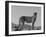 Portrait of Standing Cheetah, Tsaobis Leopard Park, Namibia-Tony Heald-Framed Photographic Print