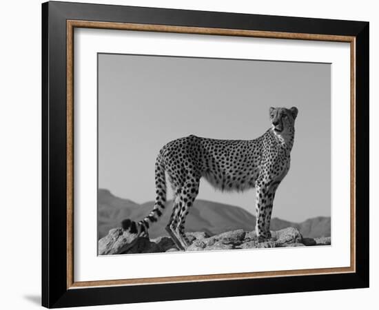 Portrait of Standing Cheetah, Tsaobis Leopard Park, Namibia-Tony Heald-Framed Photographic Print