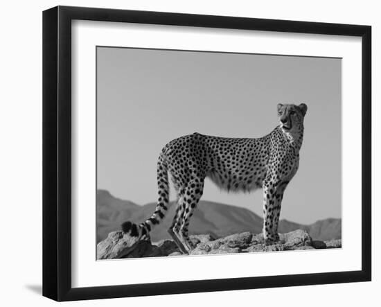 Portrait of Standing Cheetah, Tsaobis Leopard Park, Namibia-Tony Heald-Framed Photographic Print