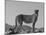 Portrait of Standing Cheetah, Tsaobis Leopard Park, Namibia-Tony Heald-Mounted Photographic Print