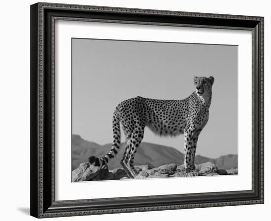 Portrait of Standing Cheetah, Tsaobis Leopard Park, Namibia-Tony Heald-Framed Photographic Print