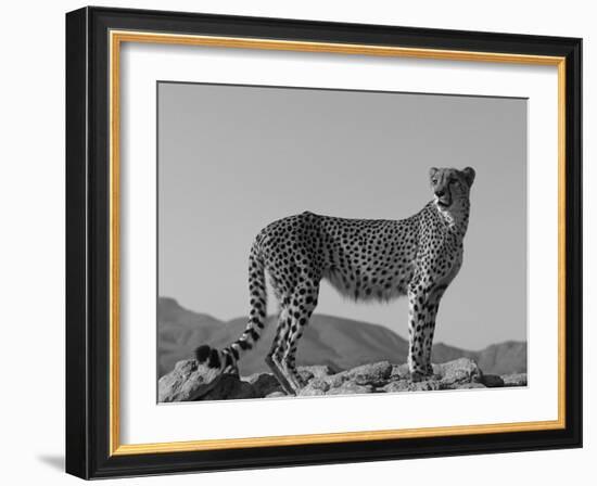 Portrait of Standing Cheetah, Tsaobis Leopard Park, Namibia-Tony Heald-Framed Photographic Print