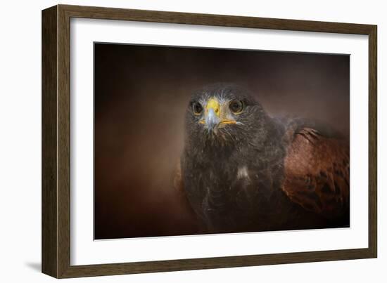 Portrait of the Harris Hawk-Jai Johnson-Framed Giclee Print