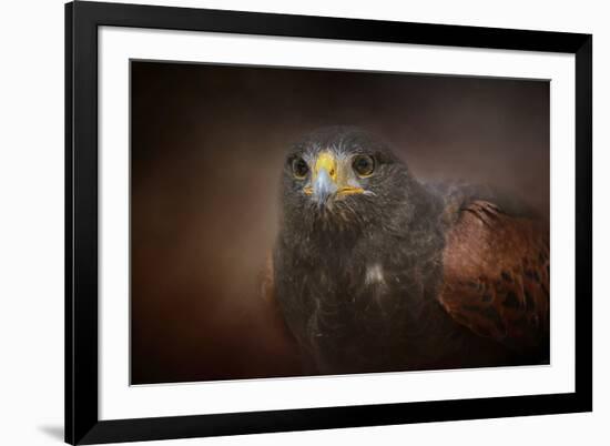 Portrait of the Harris Hawk-Jai Johnson-Framed Giclee Print