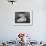 Portrait of the Late Princess Margaret on Her Wedding Day-Cecil Beaton-Framed Photographic Print displayed on a wall