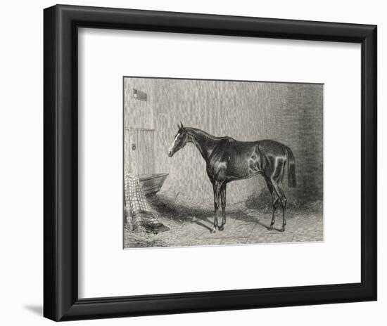 Portrait of the Racehorse Harkaway Who Won the 1838 Goodwood Cup in His Stable-W.b. Scott-Framed Photographic Print