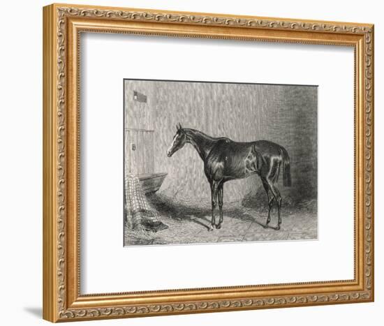 Portrait of the Racehorse Harkaway Who Won the 1838 Goodwood Cup in His Stable-W.b. Scott-Framed Photographic Print