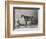 Portrait of the Racehorse Harkaway Who Won the 1838 Goodwood Cup in His Stable-W.b. Scott-Framed Photographic Print