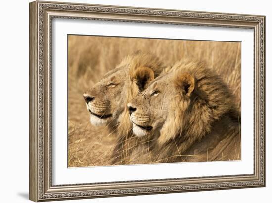 Portrait Of Two Adult Male African Lion Brothers. Linyanti, Botswana 2007-Karine Aigner-Framed Photographic Print