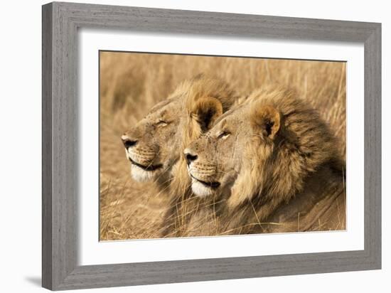 Portrait Of Two Adult Male African Lion Brothers. Linyanti, Botswana 2007-Karine Aigner-Framed Photographic Print