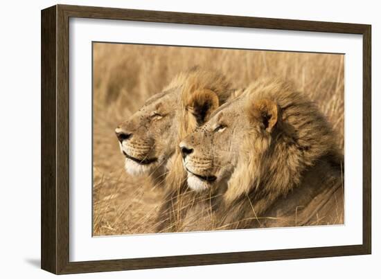 Portrait Of Two Adult Male African Lion Brothers. Linyanti, Botswana 2007-Karine Aigner-Framed Photographic Print