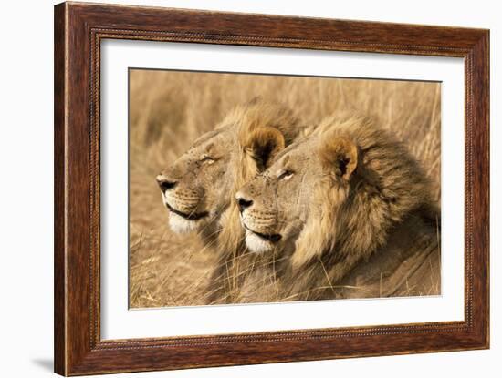 Portrait Of Two Adult Male African Lion Brothers. Linyanti, Botswana 2007-Karine Aigner-Framed Photographic Print