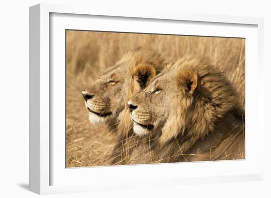 Portrait Of Two Adult Male African Lion Brothers. Linyanti, Botswana 2007-Karine Aigner-Framed Photographic Print