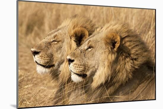 Portrait Of Two Adult Male African Lion Brothers. Linyanti, Botswana 2007-Karine Aigner-Mounted Photographic Print