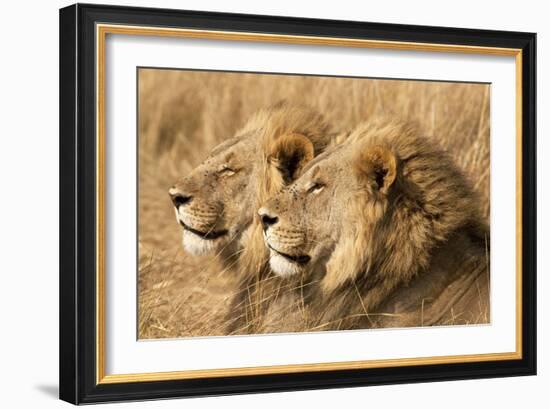 Portrait Of Two Adult Male African Lion Brothers. Linyanti, Botswana 2007-Karine Aigner-Framed Photographic Print