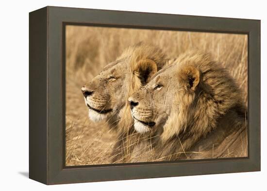 Portrait Of Two Adult Male African Lion Brothers. Linyanti, Botswana 2007-Karine Aigner-Framed Premier Image Canvas