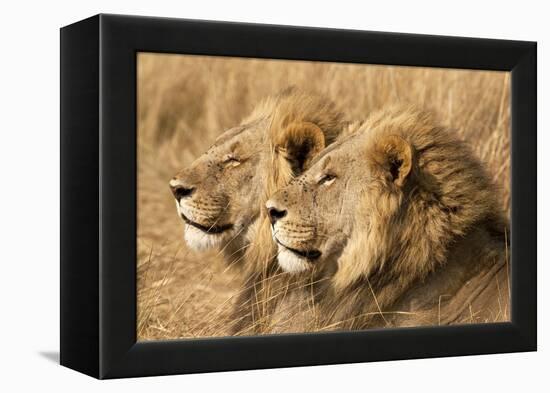 Portrait Of Two Adult Male African Lion Brothers. Linyanti, Botswana 2007-Karine Aigner-Framed Premier Image Canvas