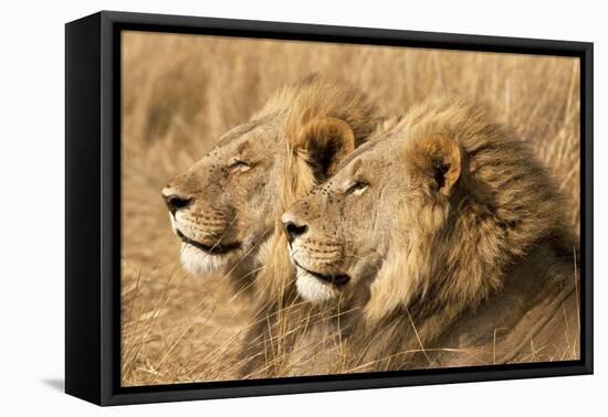 Portrait Of Two Adult Male African Lion Brothers. Linyanti, Botswana 2007-Karine Aigner-Framed Premier Image Canvas