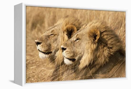 Portrait Of Two Adult Male African Lion Brothers. Linyanti, Botswana 2007-Karine Aigner-Framed Premier Image Canvas