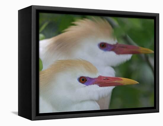 Portrait of Two Cattle Egrets in Breeding Plumage at St. Augustine Alligator Farm, St. Augustine-Arthur Morris-Framed Premier Image Canvas