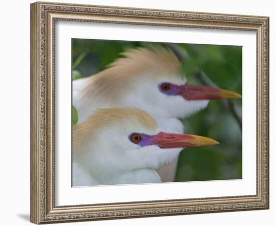 Portrait of Two Cattle Egrets in Breeding Plumage at St. Augustine Alligator Farm, St. Augustine-Arthur Morris-Framed Photographic Print