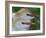 Portrait of Two Cattle Egrets in Breeding Plumage at St. Augustine Alligator Farm, St. Augustine-Arthur Morris-Framed Photographic Print