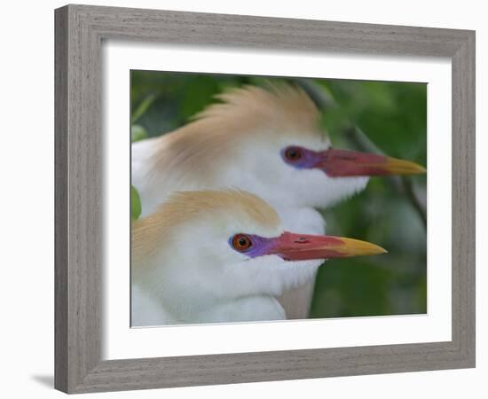 Portrait of Two Cattle Egrets in Breeding Plumage at St. Augustine Alligator Farm, St. Augustine-Arthur Morris-Framed Photographic Print