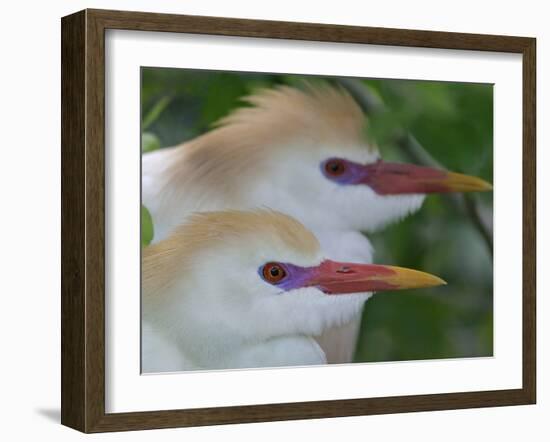 Portrait of Two Cattle Egrets in Breeding Plumage at St. Augustine Alligator Farm, St. Augustine-Arthur Morris-Framed Photographic Print