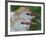 Portrait of Two Cattle Egrets in Breeding Plumage at St. Augustine Alligator Farm, St. Augustine-Arthur Morris-Framed Photographic Print