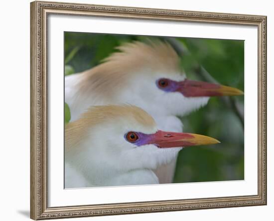 Portrait of Two Cattle Egrets in Breeding Plumage at St. Augustine Alligator Farm, St. Augustine-Arthur Morris-Framed Photographic Print