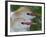 Portrait of Two Cattle Egrets in Breeding Plumage at St. Augustine Alligator Farm, St. Augustine-Arthur Morris-Framed Photographic Print