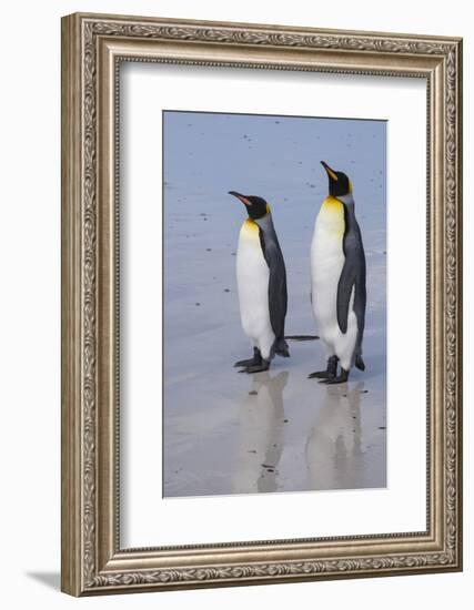 Portrait of two King penguins, Aptenodytes patagonica, on a white sandy beach.-Sergio Pitamitz-Framed Photographic Print