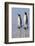 Portrait of two King penguins, Aptenodytes patagonica, on a white sandy beach.-Sergio Pitamitz-Framed Photographic Print