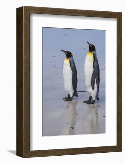 Portrait of two King penguins, Aptenodytes patagonica, on a white sandy beach.-Sergio Pitamitz-Framed Photographic Print