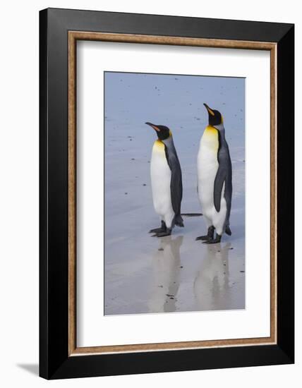 Portrait of two King penguins, Aptenodytes patagonica, on a white sandy beach.-Sergio Pitamitz-Framed Photographic Print