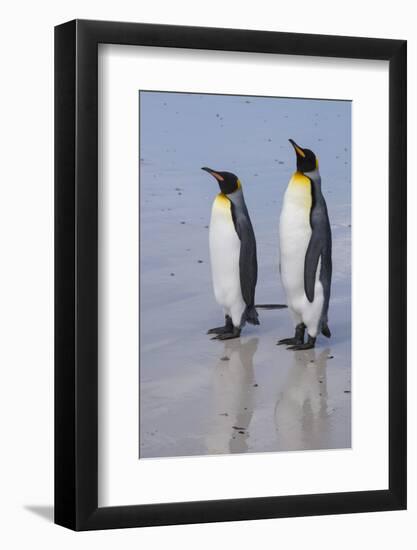 Portrait of two King penguins, Aptenodytes patagonica, on a white sandy beach.-Sergio Pitamitz-Framed Photographic Print