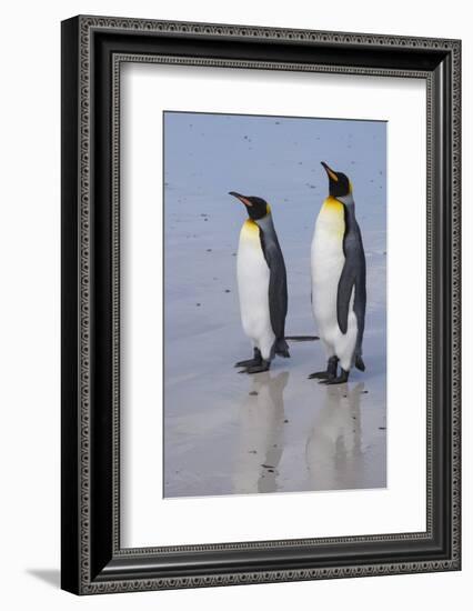 Portrait of two King penguins, Aptenodytes patagonica, on a white sandy beach.-Sergio Pitamitz-Framed Photographic Print