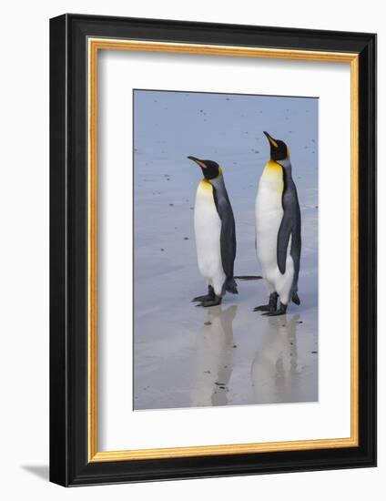 Portrait of two King penguins, Aptenodytes patagonica, on a white sandy beach.-Sergio Pitamitz-Framed Photographic Print