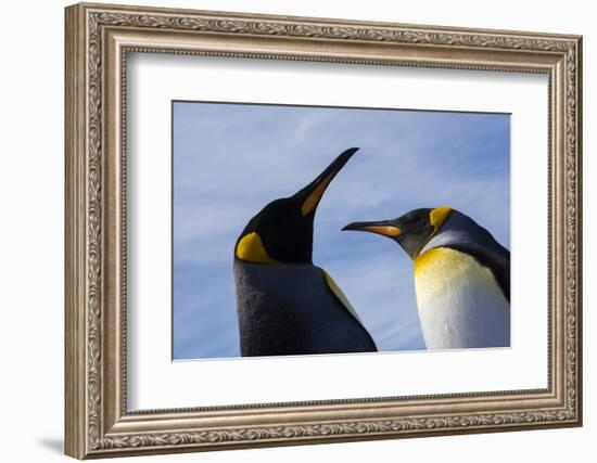 Portrait of two King penguins, Aptenodytes patagonica.-Sergio Pitamitz-Framed Photographic Print