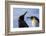 Portrait of two King penguins, Aptenodytes patagonica.-Sergio Pitamitz-Framed Photographic Print