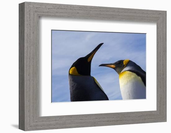 Portrait of two King penguins, Aptenodytes patagonica.-Sergio Pitamitz-Framed Photographic Print